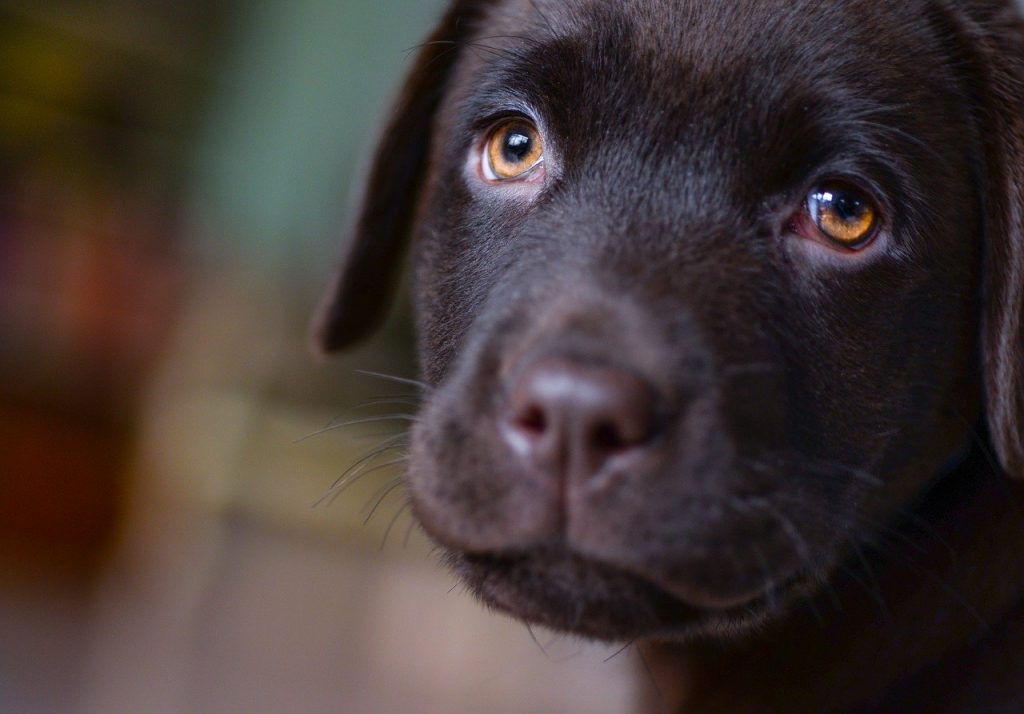 Imagine Stire Incredibil. Meghan Markle și prințul Harry au adoptat un labrador pe care l-au numit P%$a. Povestea din spatele alegerii | 2review.ro