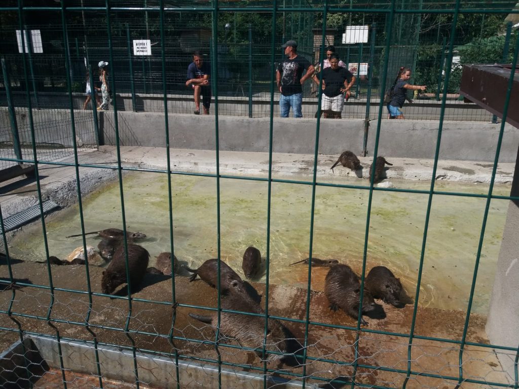 Imagine Stire Și animalele de la Zoo suferă din cauza caniculei. Cum sunt îngrijite la Craiova, la peste 35 de grade Celsius | 2review.ro