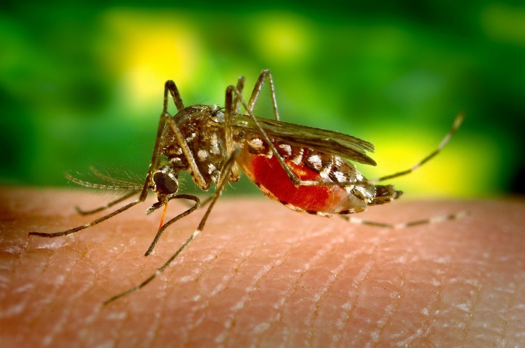 Imagine Stire Specialiștii au descoperit că febra Dengue oferă imunitate împotriva Covid-19 | 2review.ro