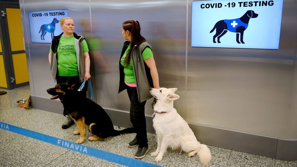 Imagine Stire 15 câini, folosiți în Finlanda pentru a detecta bolnavii de Covid-19 | 2review.ro
