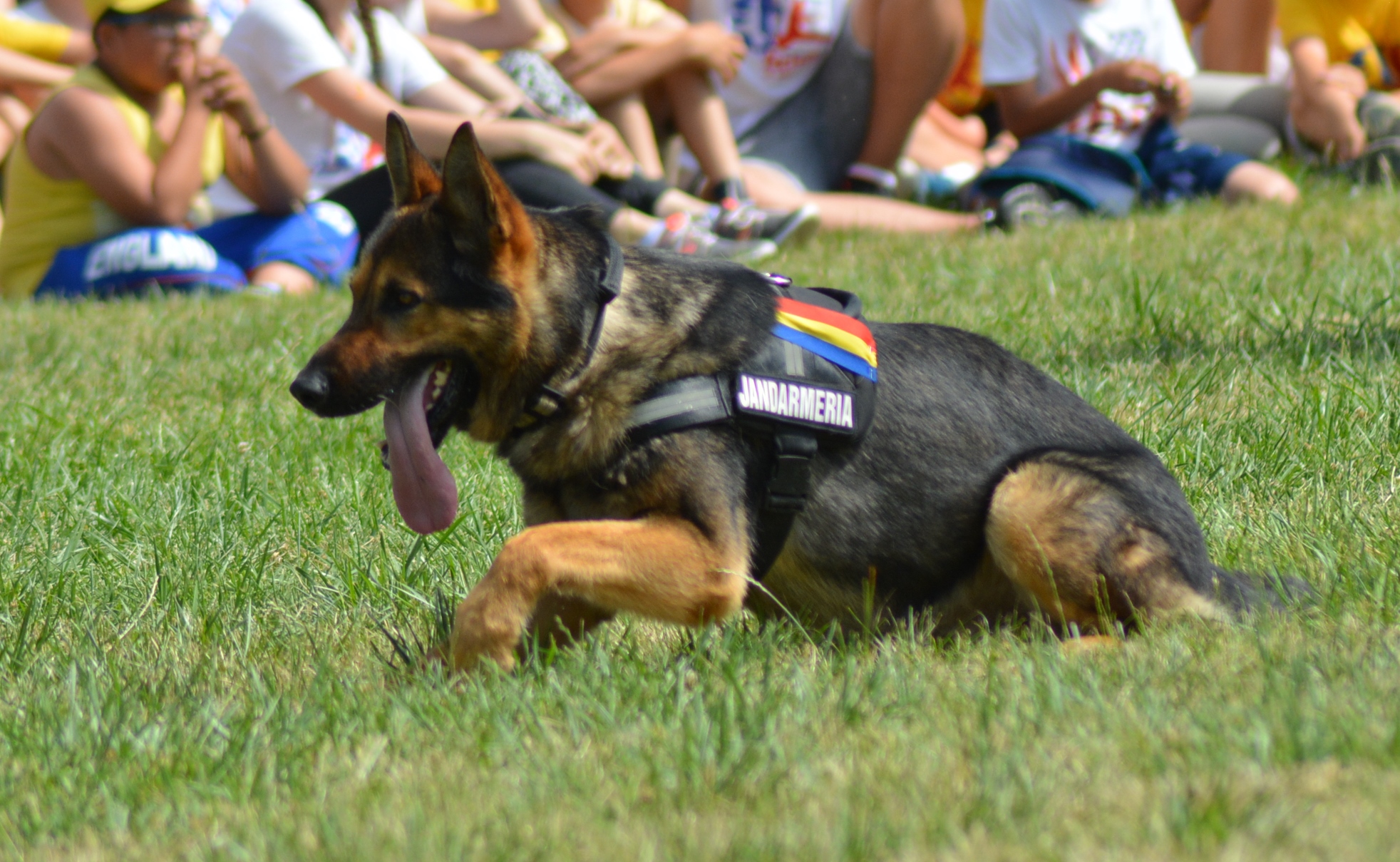 Ciobăneștii germani, ajutoare de bază ale jandarmilor băcăuani