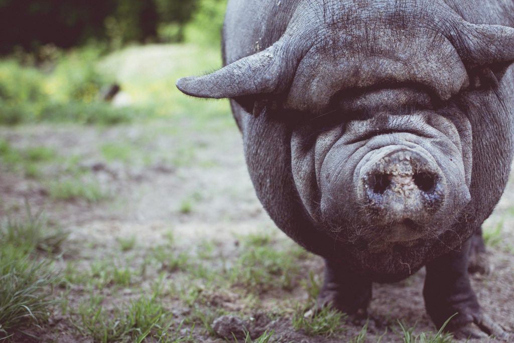 Alertă în județul Vaslui. Focar de pestă porcină africană în Bârlad