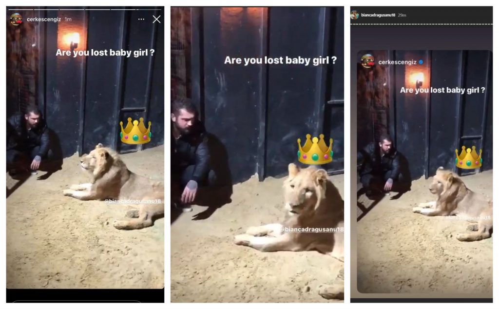 Cengiz Şıklaroğlu a comparat-o pe Bianca Drăgușanu cu o leoaică, iar pe imaginile unui scurt video în care milionarul apare alături de regele animalelor, el a notat următorul mesaj: “Are you lost, baby girl? (n.r.: Te-ai rătăcit, iubito?)” © Instagram Stories