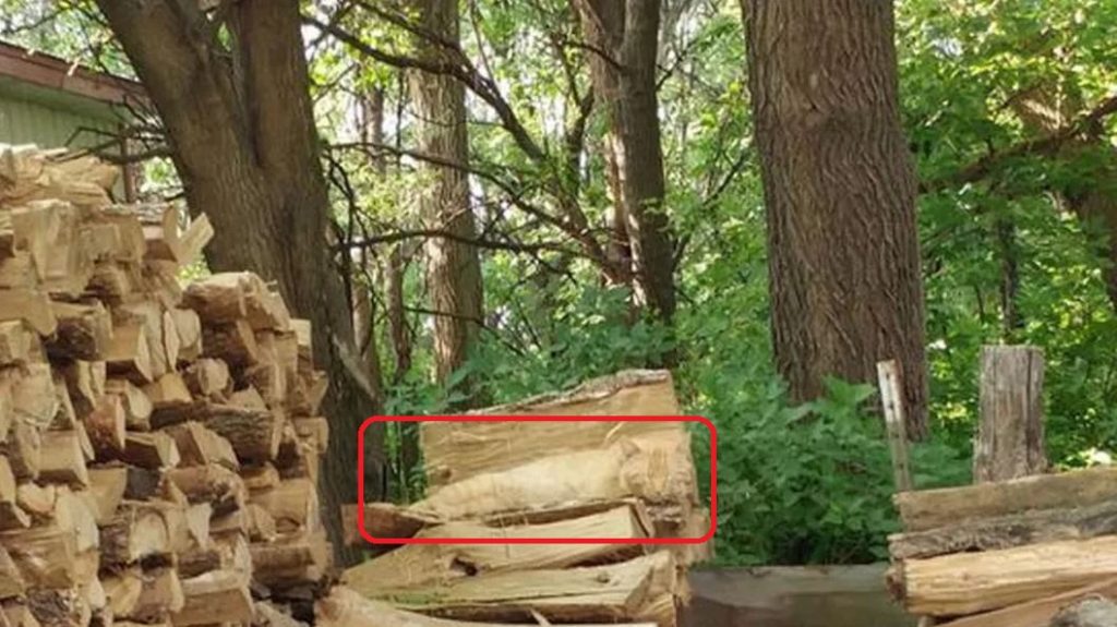 Această pisică este foarte în arta camuflajului 