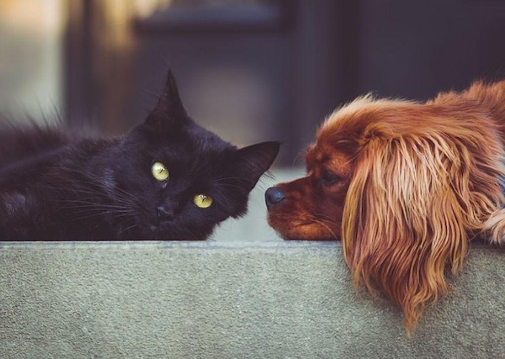 Bancul zilei | Pisica a băut benzină! Răspunsul veterinarului e genial