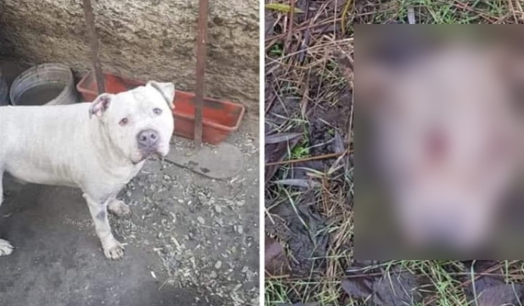 Caz revoltător în Tulcea. Vietnamezii ar fi furat câinii unui bărbat și i-ar fi mâncat 