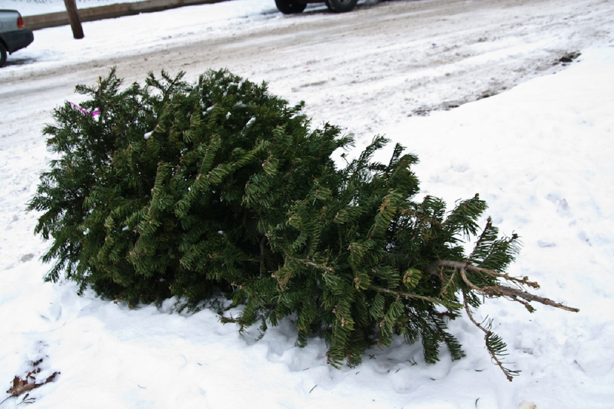 Gestul uimitor făcut de un bucureștean din Berceni. Modul în care a aruncat la gunoi bradul de Crăciun a devenit viral