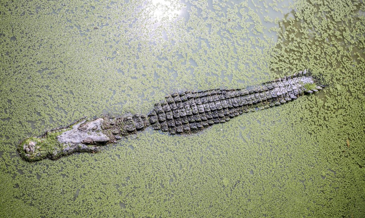 Incident rupt din filme în Australia. Un bărbat a deschis cu mâinile goale fălcile crocodilului care îl mușcase de cap