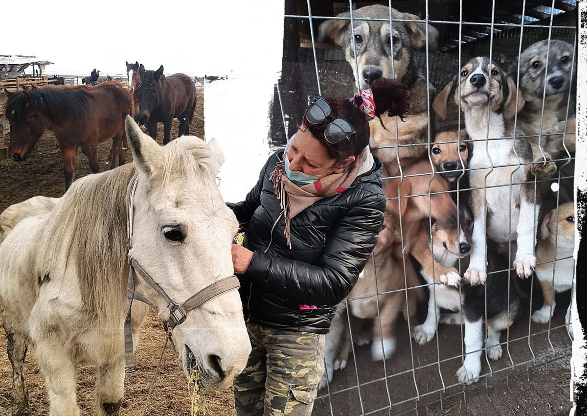 A muncit în străinătate, iar cu banii câștigați a salvat 600 de câini și 100 de cai și măgăruși
