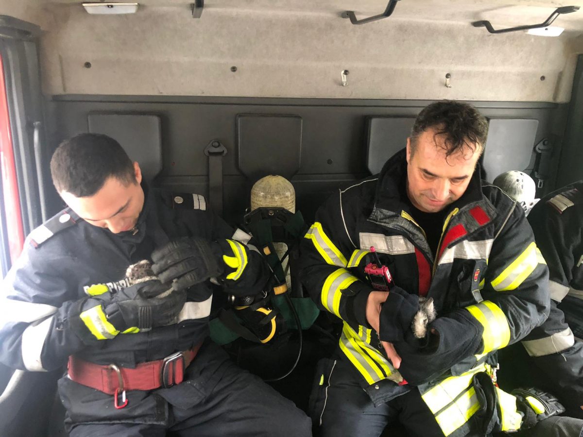 Operațiune de salvare emoționantă a pompierilor. Doi pui de iepure, scoși din flăcări. FOTO&VIDEO