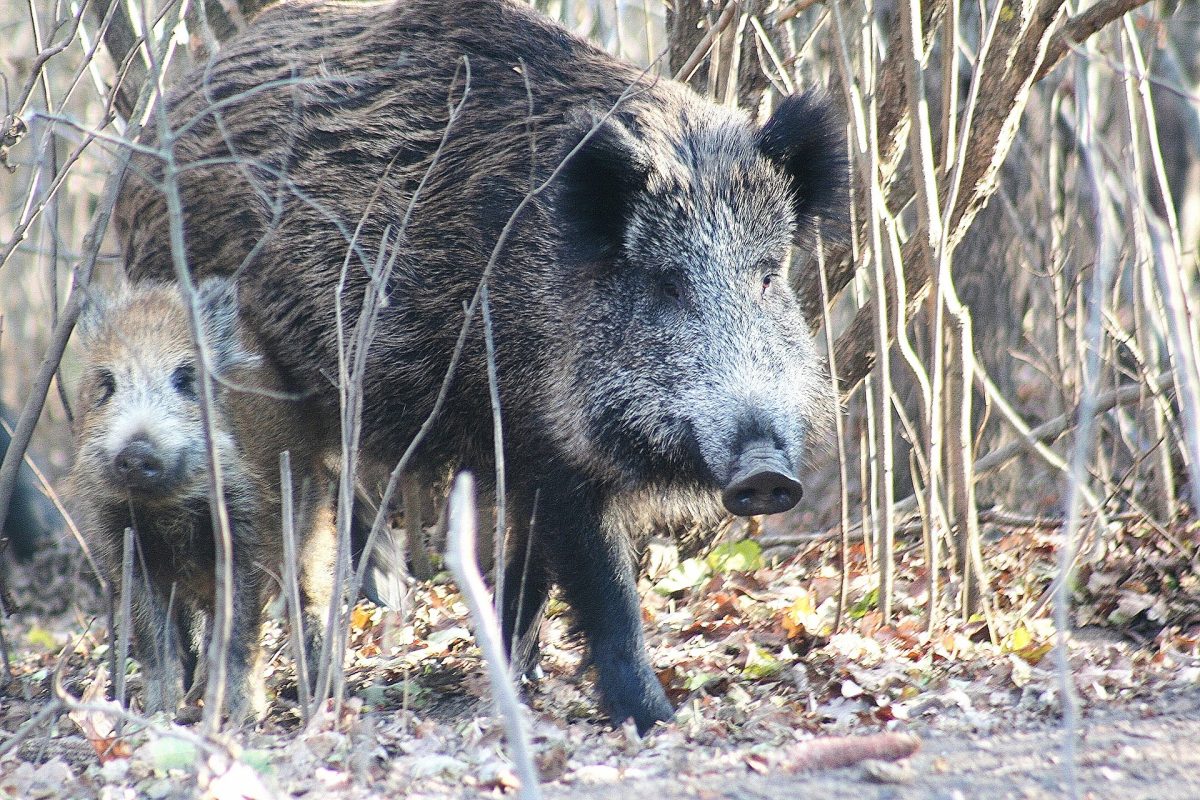 Alertă în Vaslui! Pestă porcină africană, descoperită la mistreții din două fonduri de vânătoare