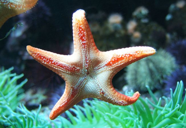 Ce înseamnă Deluță de Mari? Mulți cred că spune „Steluță de mare”, dar nu  nici pe departe asta
