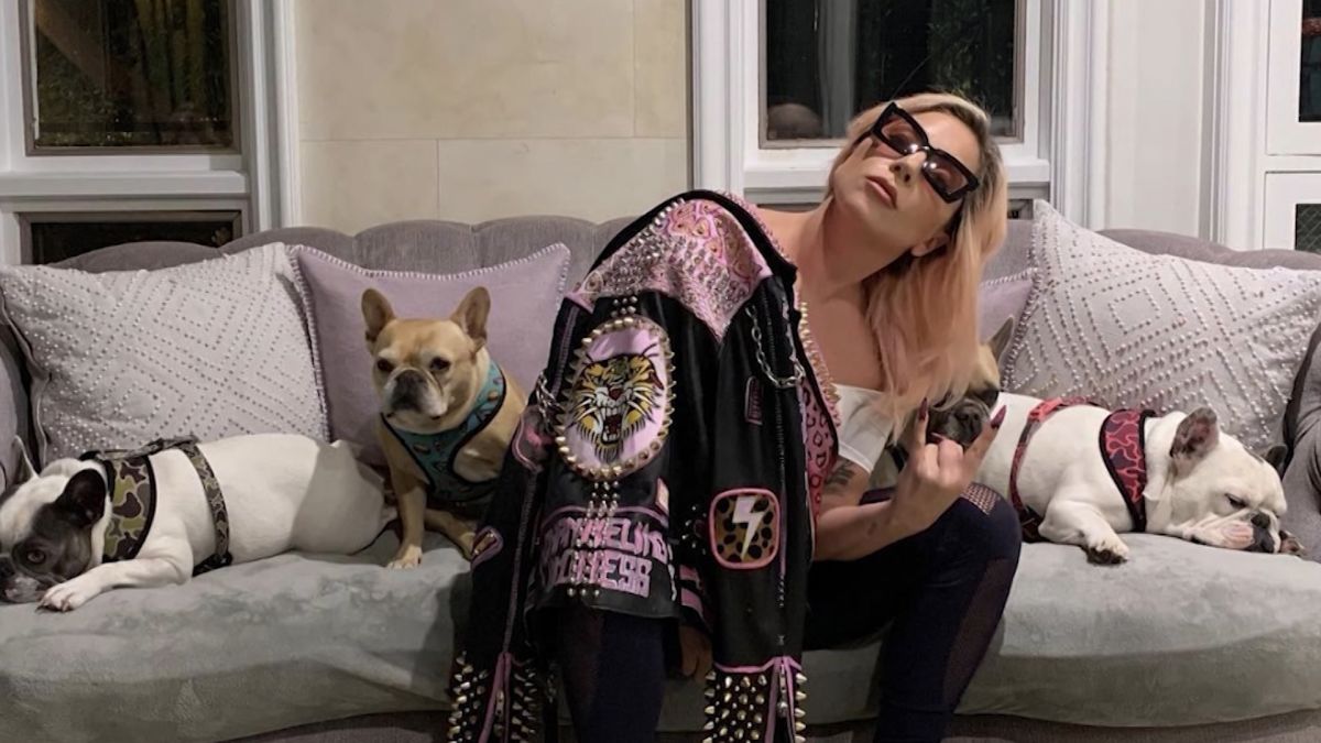 Imagine Stire Câinii lui Lady Gaga au fost găsiți! Cine a încasat recompensa de jumătate de milion de dolari oferită de artistă | 2review.ro