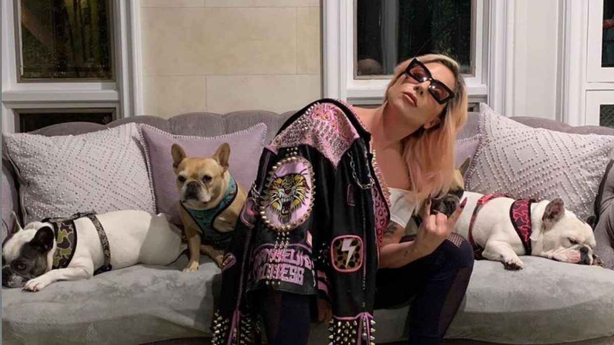 Imagine Stire Lady Gaga, recompensă de jumătate de milion de dolari pentru cei doi câini ce i-au fost furați! Bărbatul care avea grijă de patrupede a fost atacat | 2review.ro