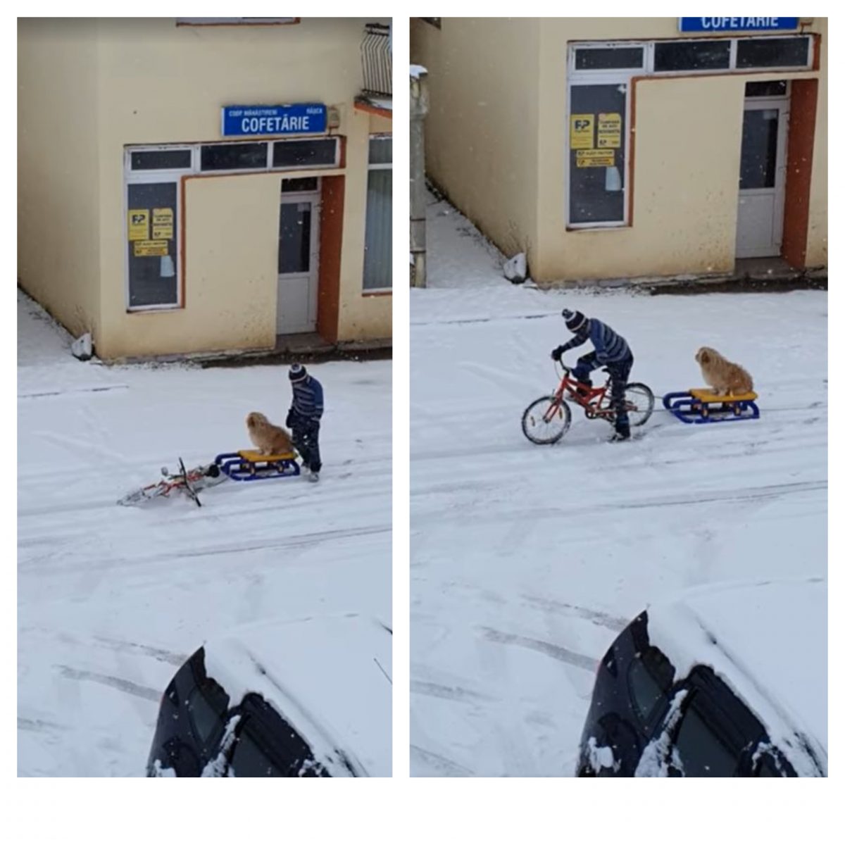 Imagini emoționante filmate în România. Dragostea nu cunoaște limite! Un câine este tras de un copil pe bicicletă. VIDEO