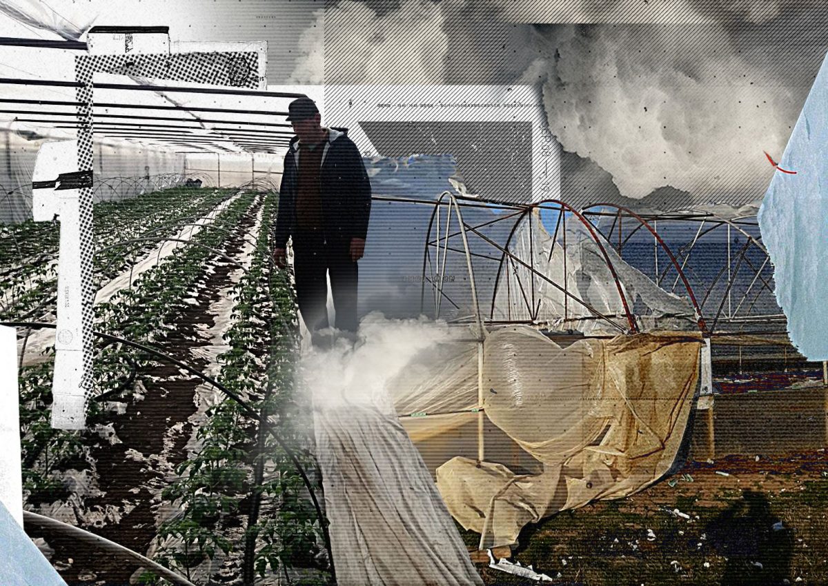 Dezastru în „Patria tomatelor”. Vântul și gerul au făcut prăpăd în solarii. „Plesnea de mureai”