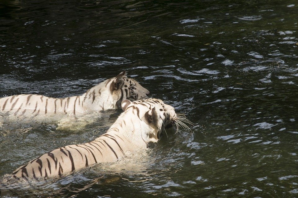 Alertă! Doi tigri au evadat din Grădină Zoologică și au sfâșiat un om