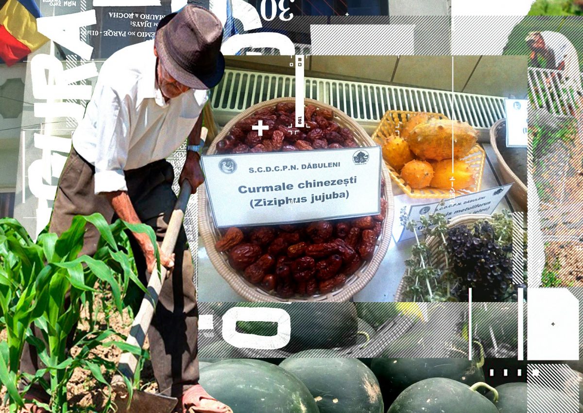 Ce mai cultivă oltenii în „Sahara”. La Dăbuleni, câștigă teren kiwi, kaki, lonicera și aronia