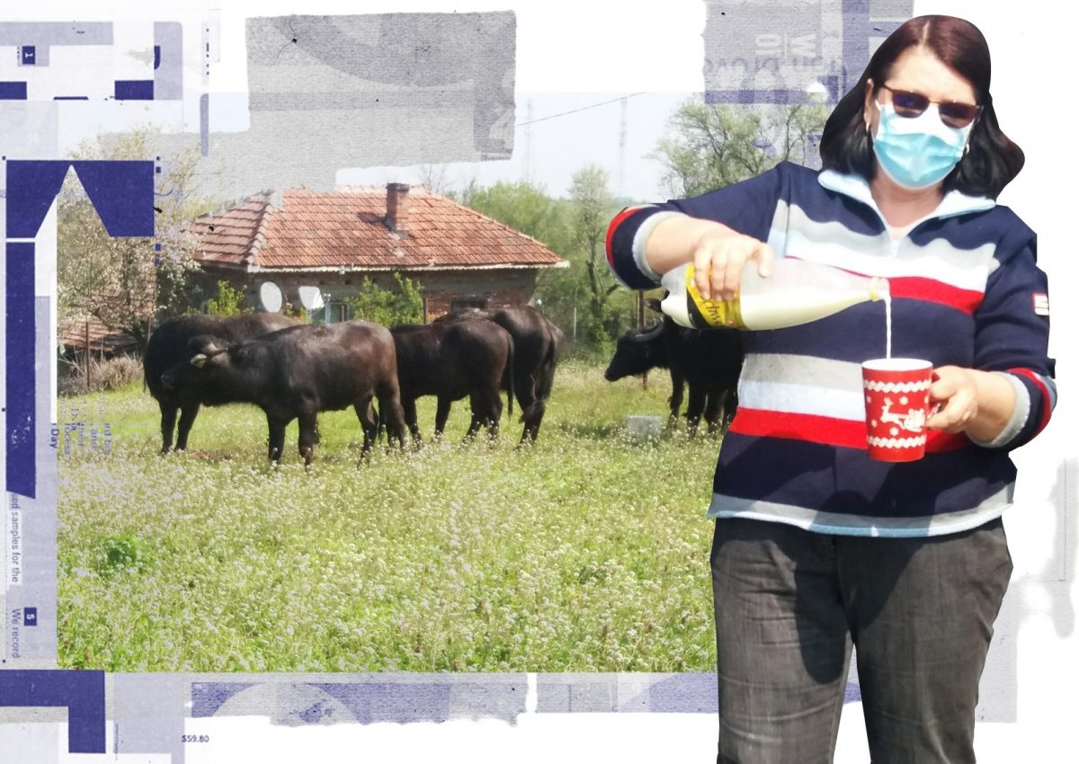 Imagine Stire Celebrele bivoliţe de la Palilula, pe cale de dispariţie. „Suntem foarte legaţi de ele” | 2review.ro