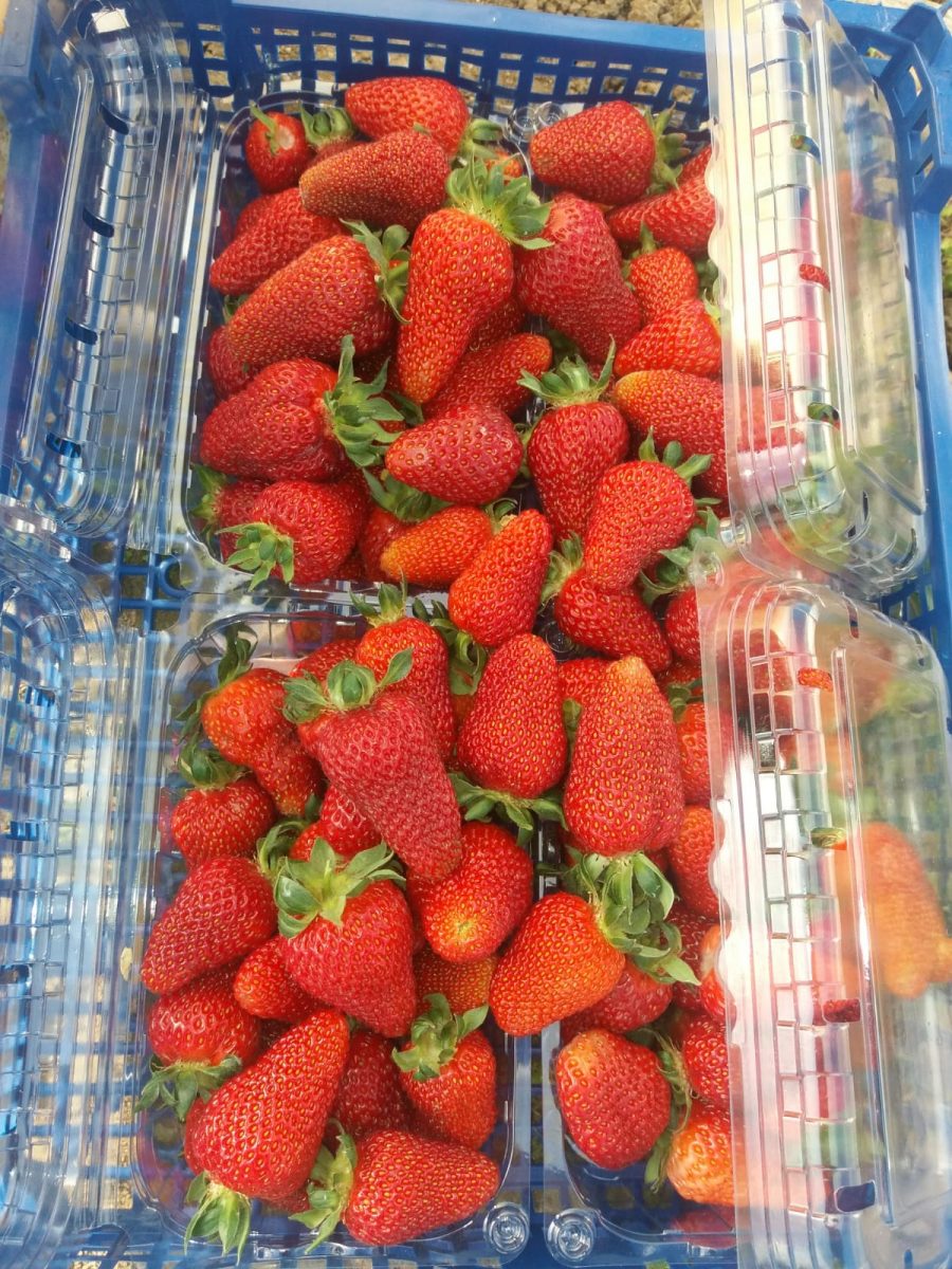 Cât a ajuns să coste un kilogram de căpșuni românești anul acesta: „E scump”
