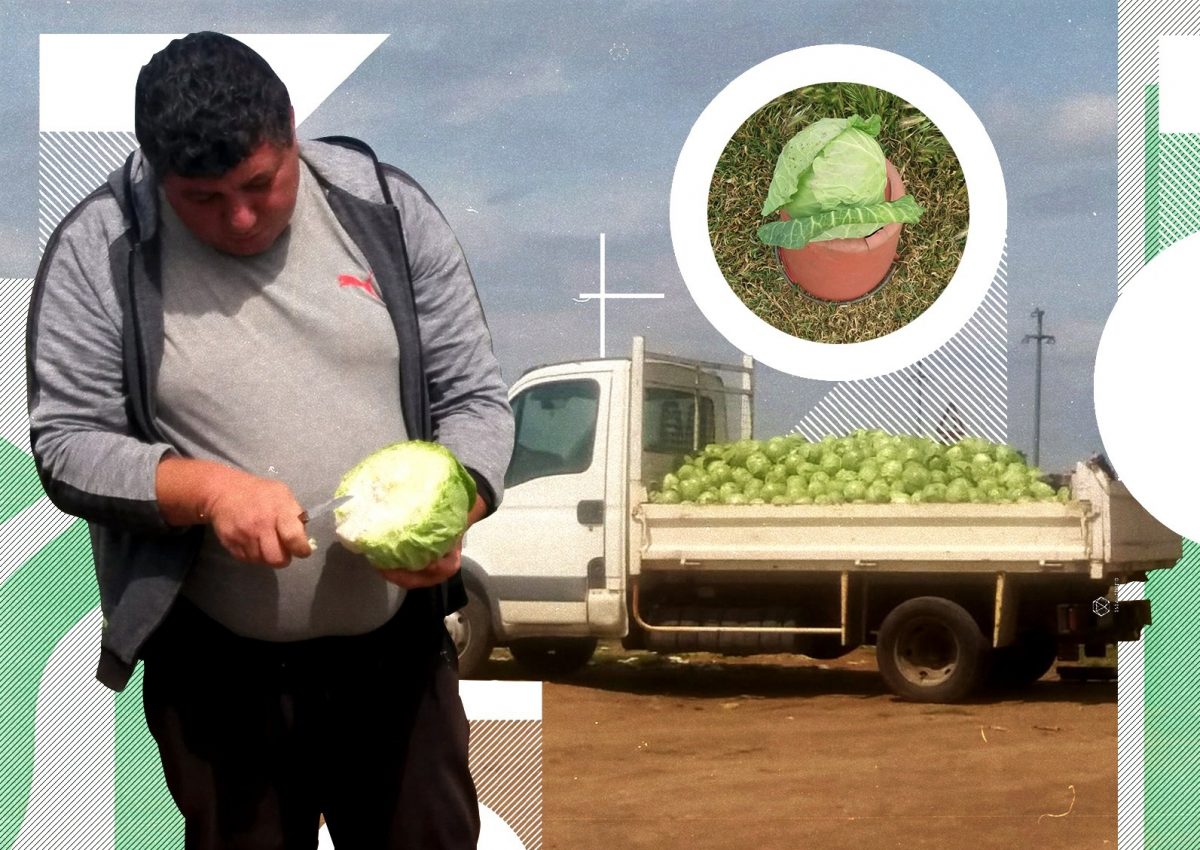Imagine Stire „Patria verzei” din Dolj dă pe-afară de marfă. Cu cât se vinde un kilogram de varză timpurie direct din câmp | 2review.ro