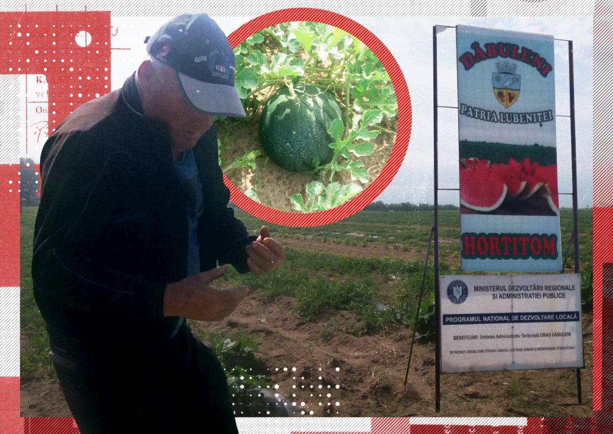 Imagine Stire Pepenii de Dăbuleni, tot mai puțini. Fermierii preferă să cultive căpșuni și mazăre | 2review.ro
