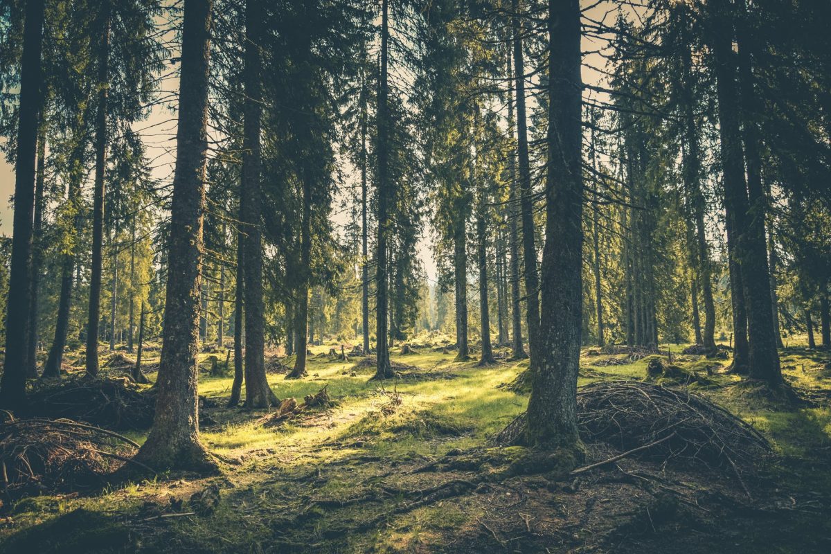 Caz incredibil. Cum a fost găsită o bătrânică de 85 de ani, rătăcită în pădure