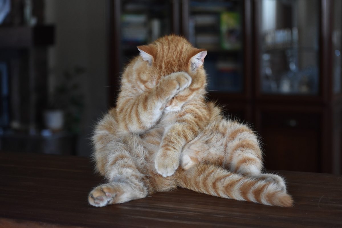 Imagine Stire Bancul zilei | Domnule doctor, m-a mușcat o viespe și… | 2review.ro