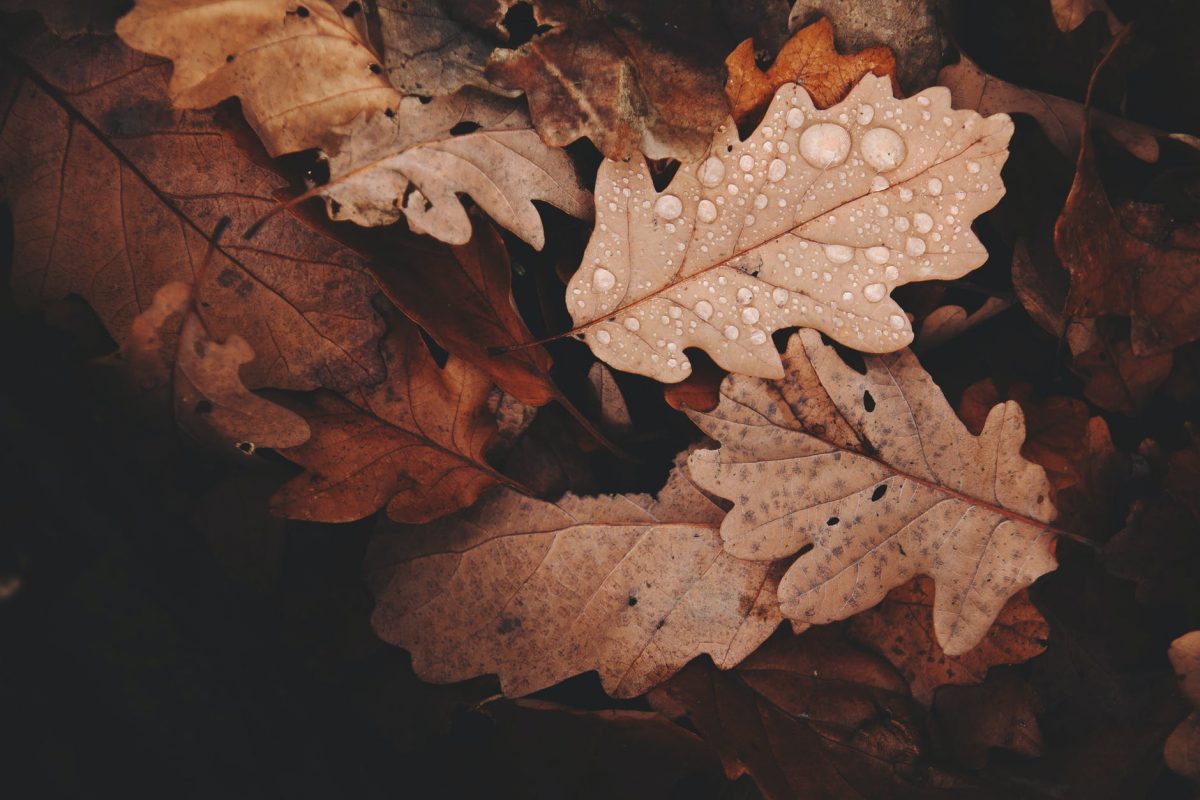 Prognoza METEO. Cum va fi vremea în următoarele patru săptămâni