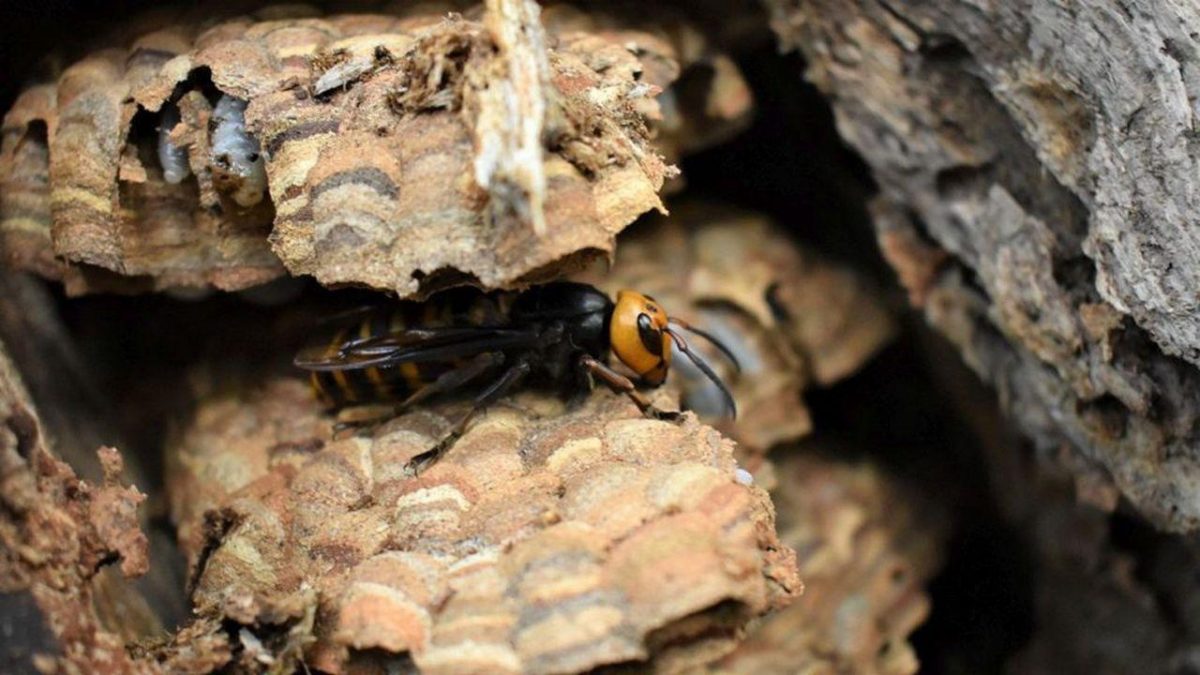Cuib uriaș de viespi, găsit în podul unei case din Anglia. Colonia avea în jur de 100.000 de insecte