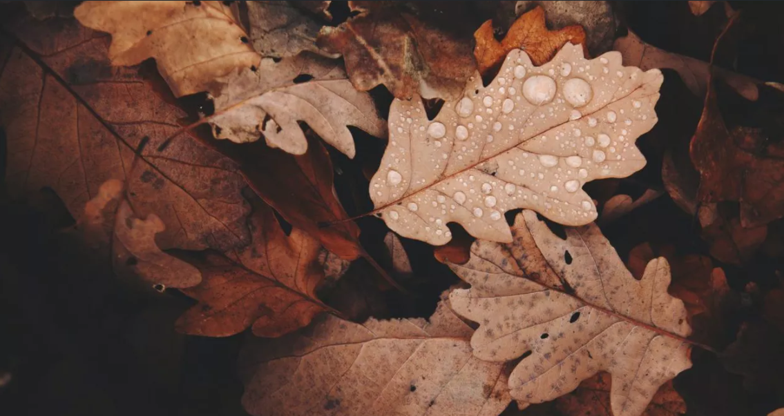 Prognoza meteo. Ce temperaturi și ce cantități de precipitații vor fi în România, în următoarele patru săptămâni