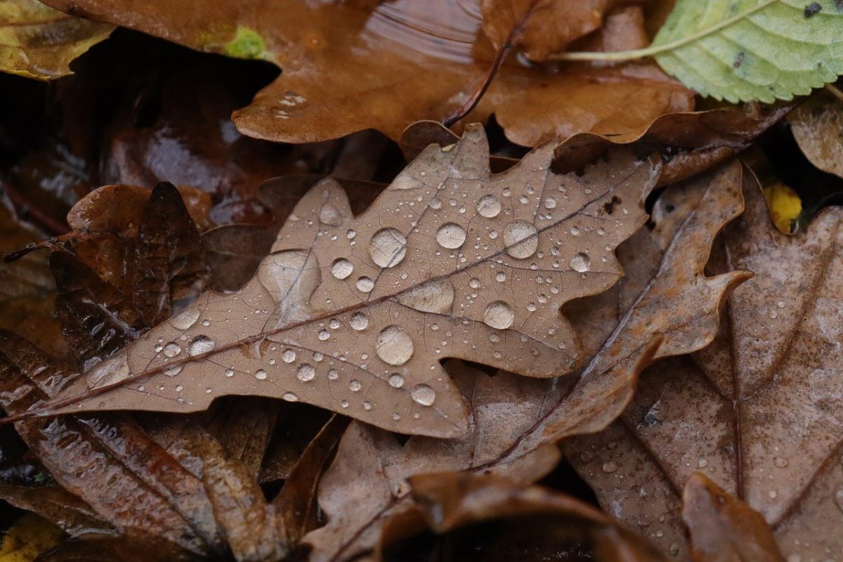 Meteo România. Ploi și ninsori în mai multe zone ale țării. Cum va fi vremea în București
