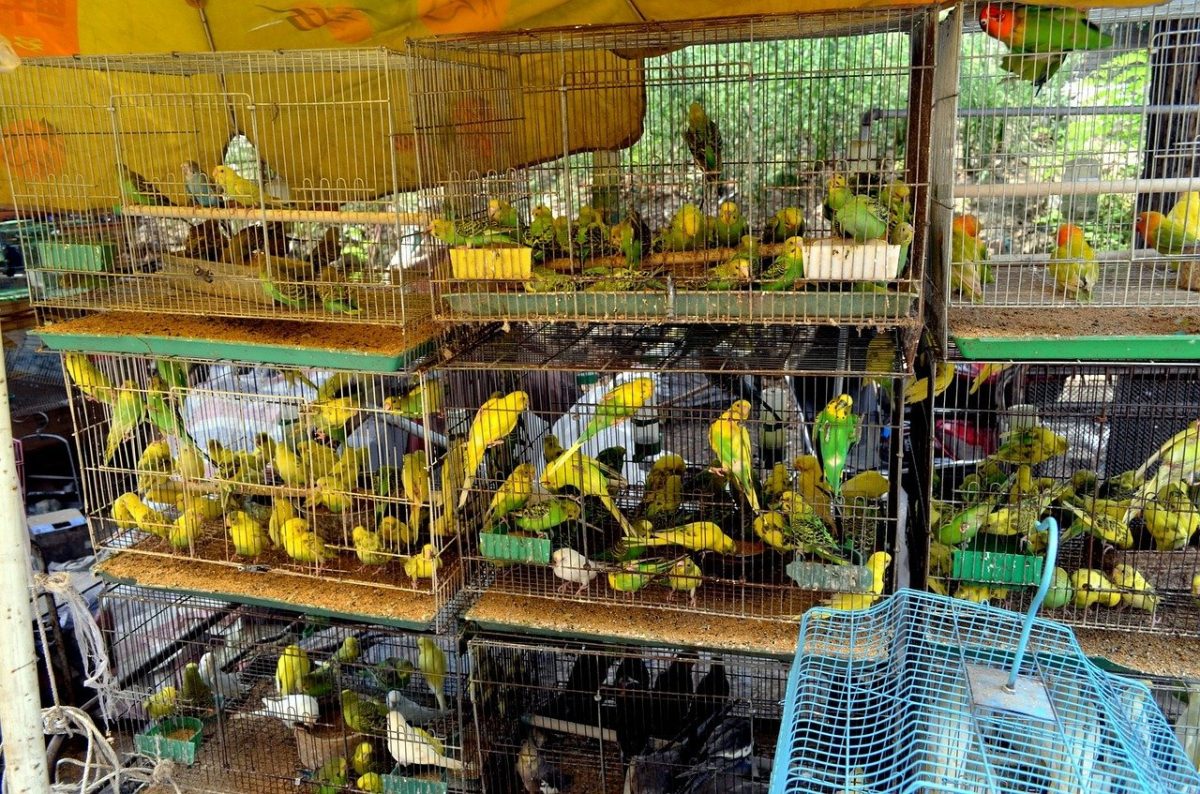 Imagine Stire Bancul Zilei | Un tip se duce să returneze un papagal la pet-shop | 2review.ro
