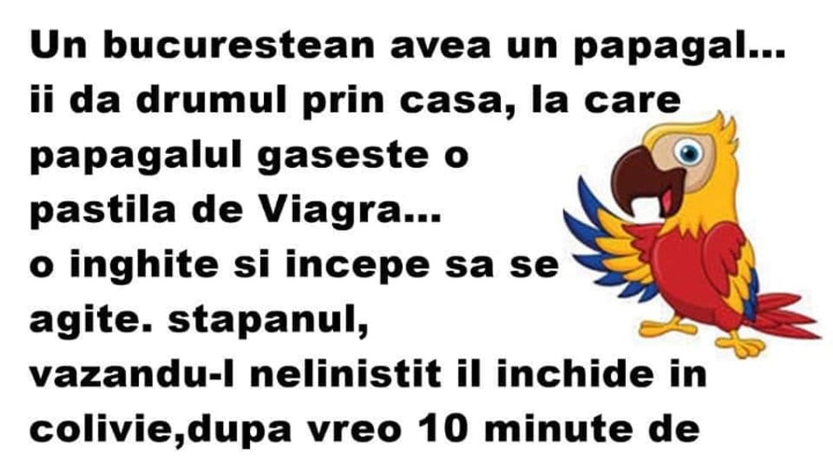 Imagine Stire BANCUL ZILEI | Un bucureștean avea un papagal. Îi dă drumul prin casă și găsește o pastilă de Viagra | 2review.ro