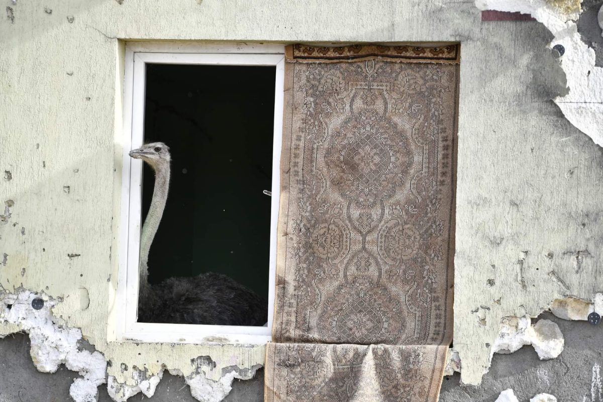Apel neobișnuit la 112. Un struț a fost scos de polițiști dintr-un bloc de locuit