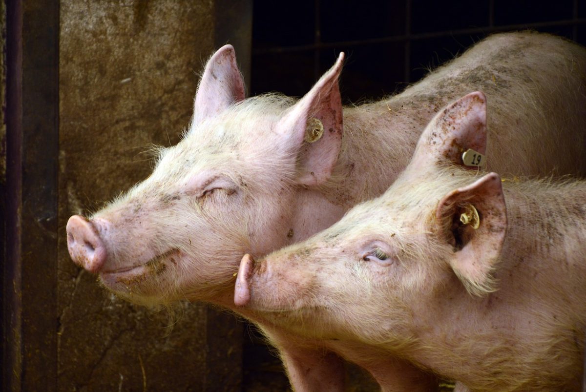 Carnea de porc, mai scumpă decât anul trecut! Cât costă acum un kilogram de carne