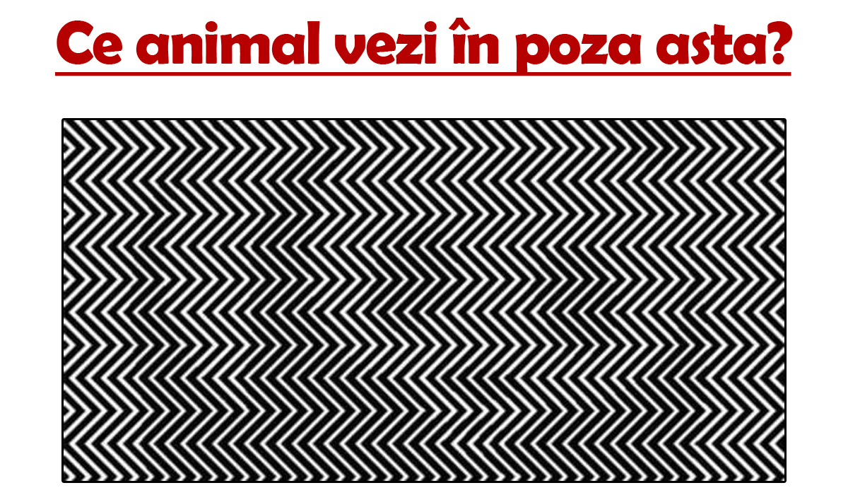 Video-TEST IQ | Ce animal vezi în poza asta? Doar geniile îl observă!