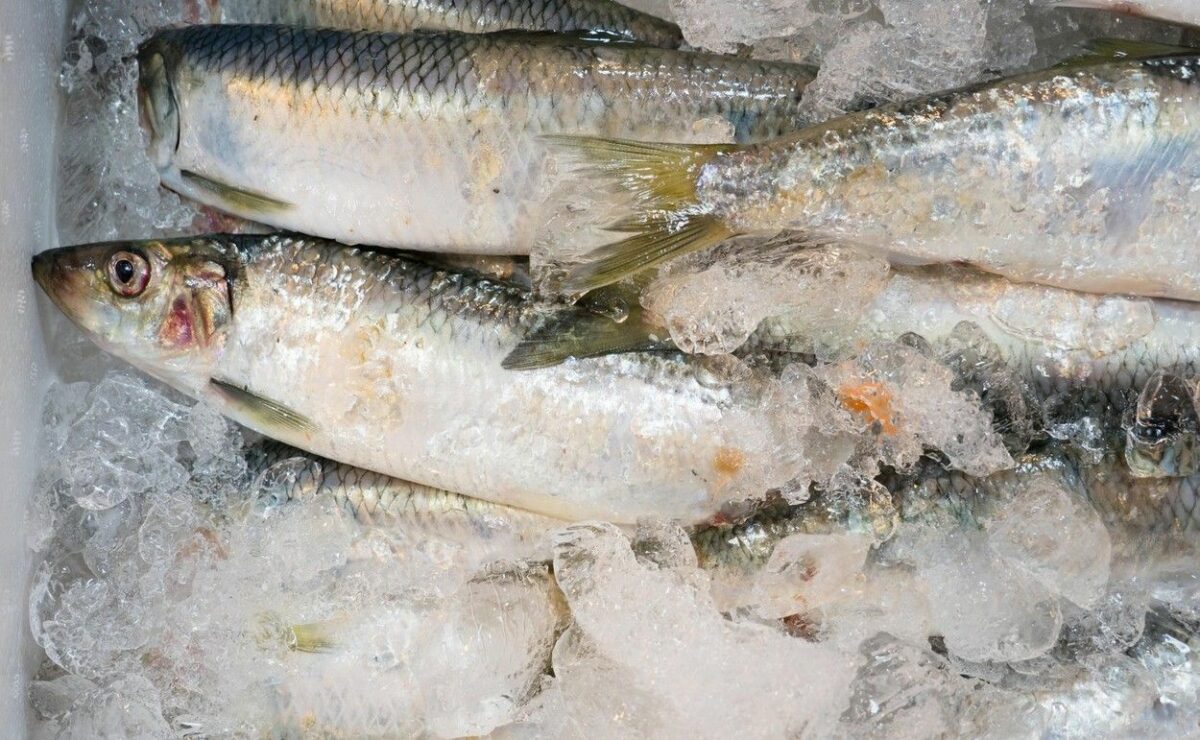 Câte luni poate fi păstrată carnea de pește în congelator, de fapt