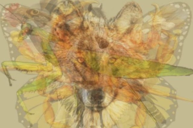 Ce animal vezi prima dată în această iluzie optică spune totul despre personalitatea ta. Variantele sunt mai multe decât ţi-ai putea imagina