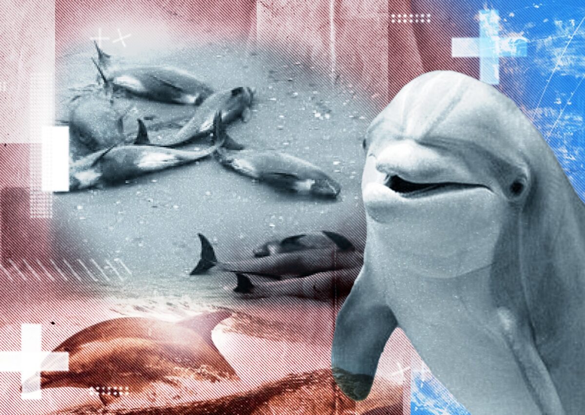 Zeci de delfini din Marea Neagră au murit! Care este, de fapt, adevăratul motiv!