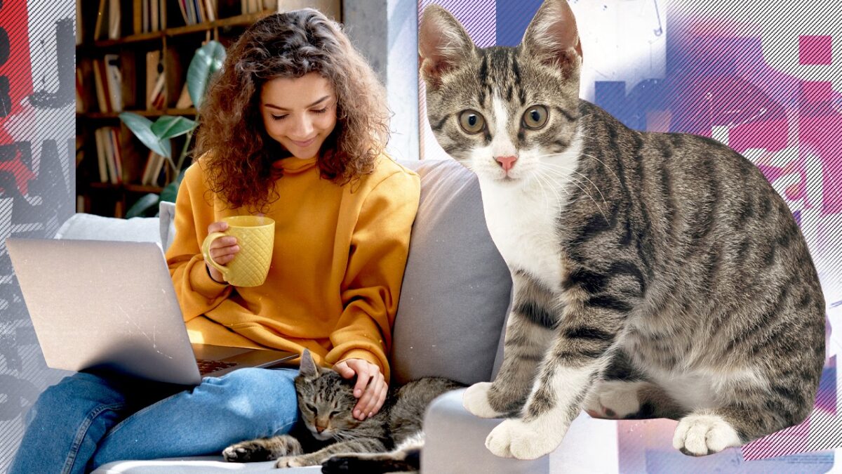 Imagine Stire Care este semnalul sonor ce nu poate fi ignorat de pisici? De ce felinele reacționează întotdeauna la „pis-pis-pis” | 2review.ro