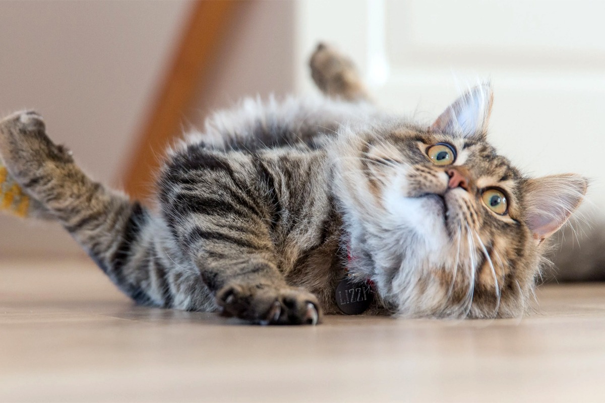 Imagine Stire Motivul pentru care pisicile se tăvălesc pe jos, la vederea stăpânului. Ce vor să transmită, de fapt | 2review.ro