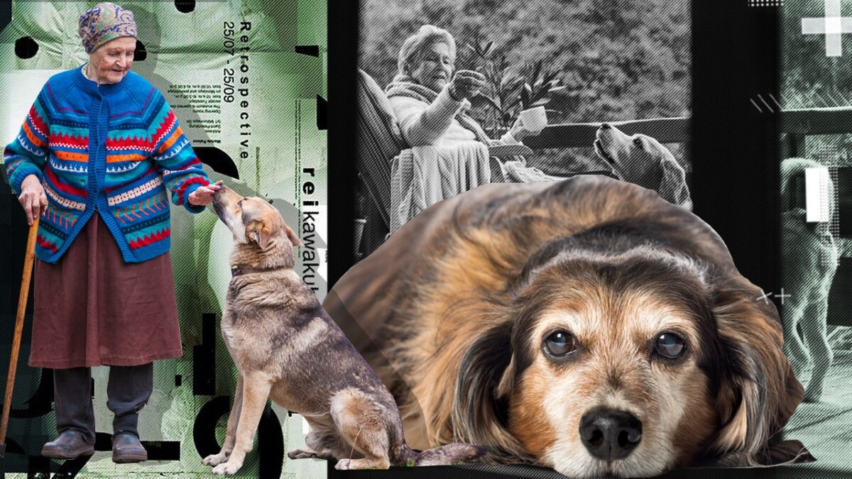 Imagine Stire Cum se calculează vârsta unui câine în ani „omenești” | 2review.ro