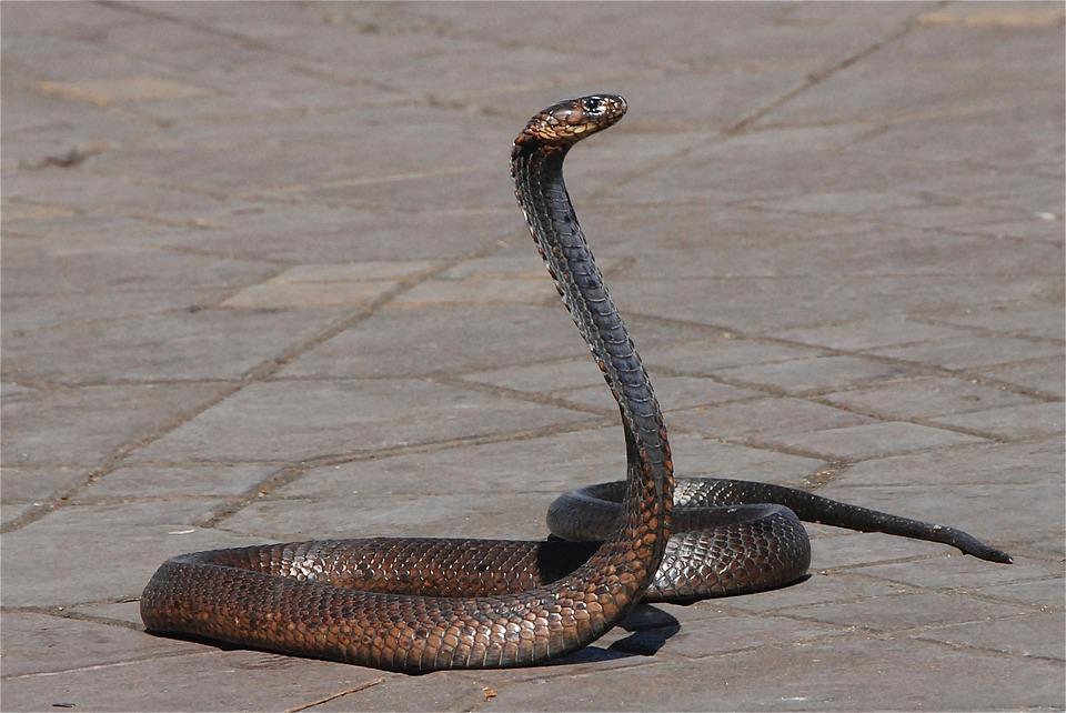 Invazie de şerpi în Bucureşti! Scara unui bloc, plină de reptile. Oamenii se tem să mai stea în apartamente