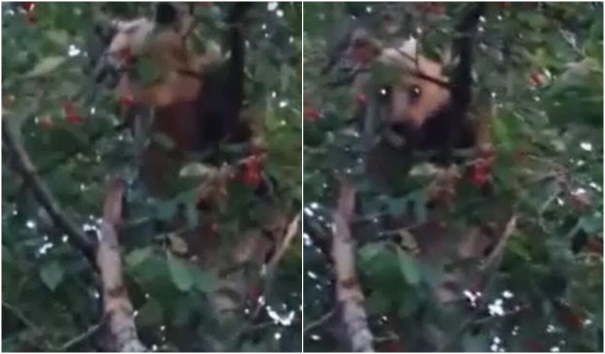 Imaginile zilei | Un urs s-a cocoțat într-un pom și a „furat” cireșe, în Vrancea. Ce s-a întâmplat la scurt timp