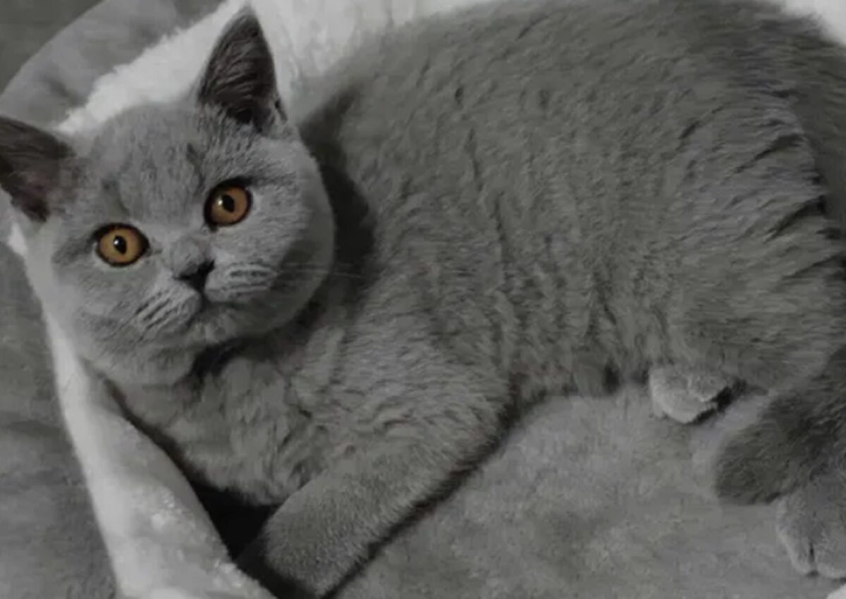 Prețul animalelor de compania e explodat în România. Cu cât se vinde pe OLX o pisică British Shorthair