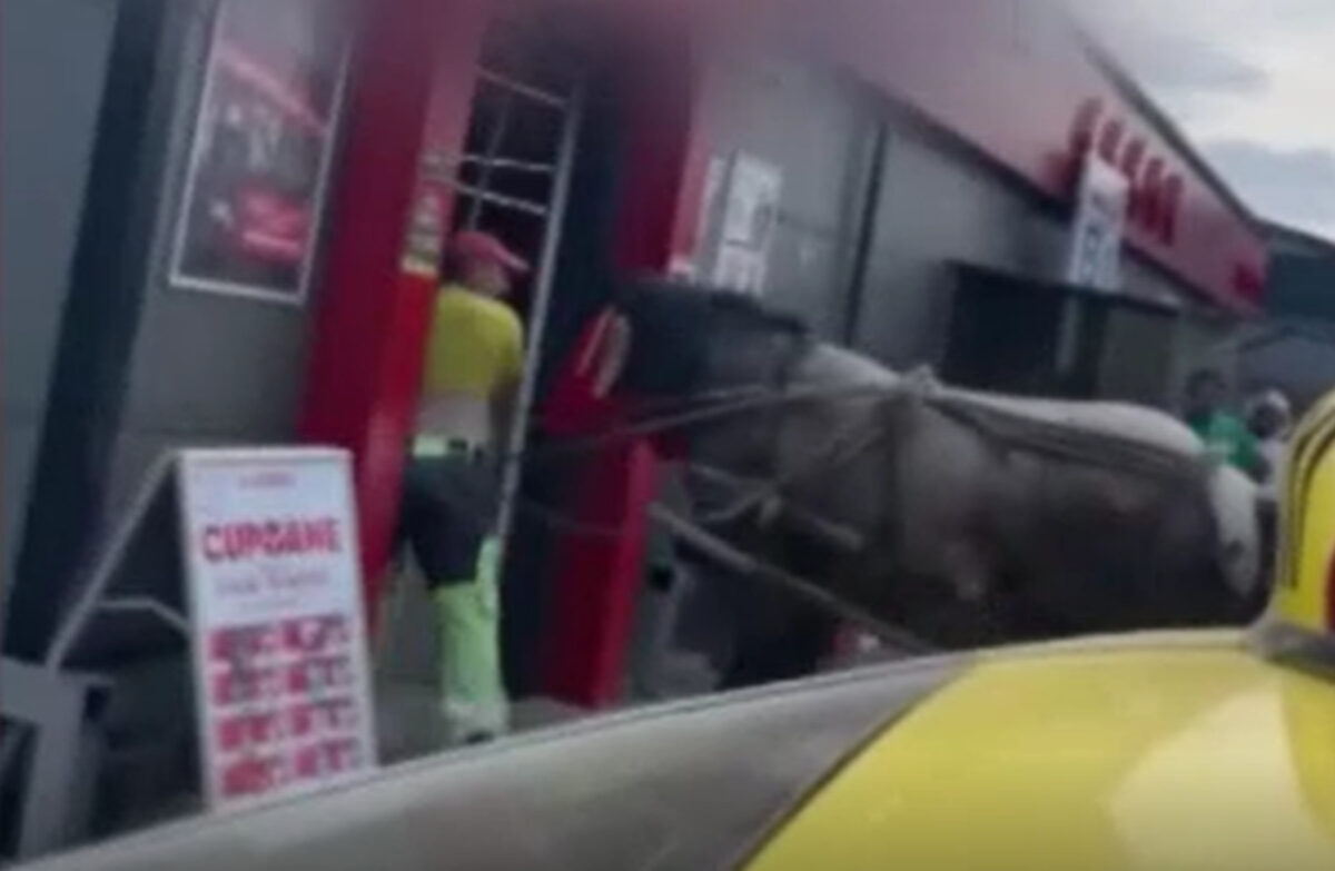 Incident neașteptat într-un supermarket din Suceava. Un cal a intrat cu tot cu căruță pe ușa magazinului