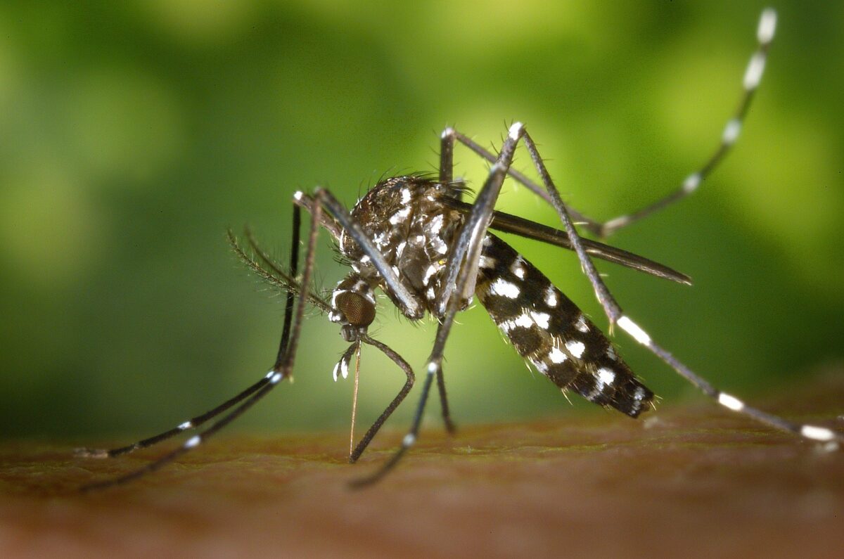 Iată cum poți scăpa de ciupiturile provocate de țânțari! Plantele care te vor ajuta să ții insectele la distanță