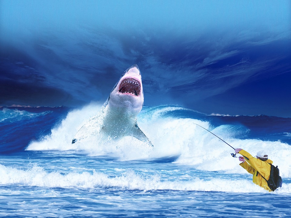 S-a aflat după nenorocirea din Egipt! Apar rechini albi pe plajă, cu ficatul mâncat şi inimile smulse