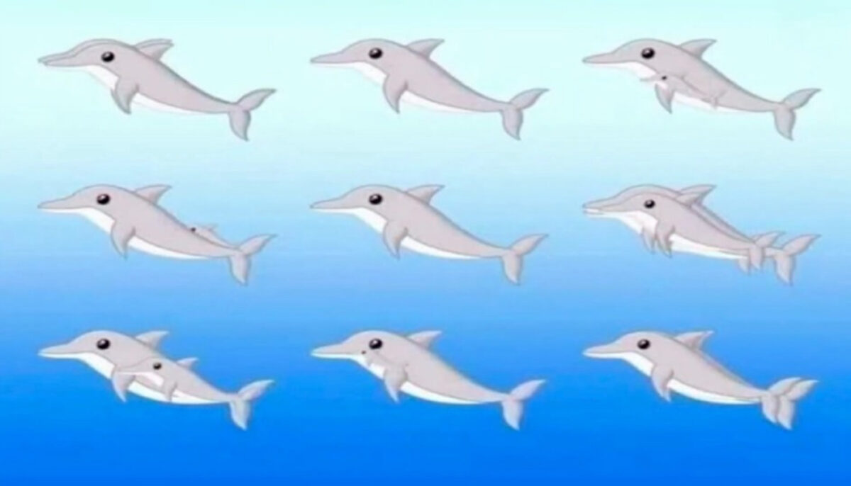 Test de inteligență viral | Câți delfini sunt, în total, în această imagine?